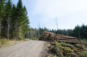 Timber at roadside