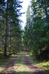 Fototapeta na wymiar Tracks in a coniferous forest