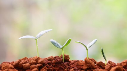 Growing plant