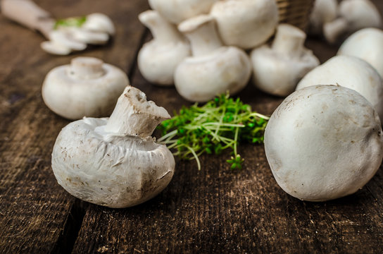 Mushrooms raw,  fresh and bio