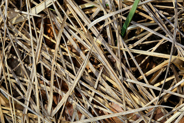 Dry Grass closeup