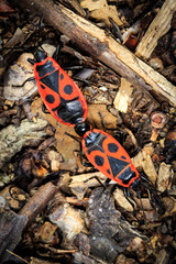 Pyrrhocoris apterus