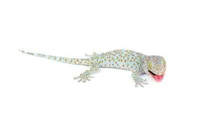 Tokay Gecko
