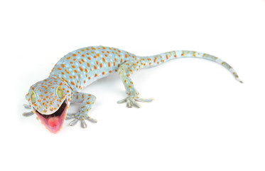 Tokay Gecko