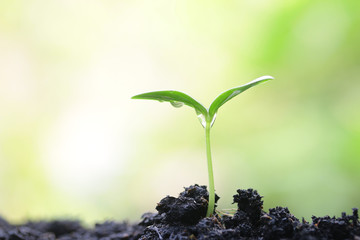 Growing plant
