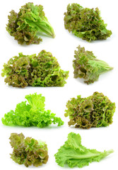 fresh green lettuce leaves isolated on white © evegenesis