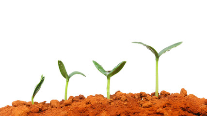 Growing plant