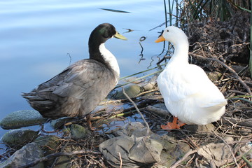 Two ducks facing eachother