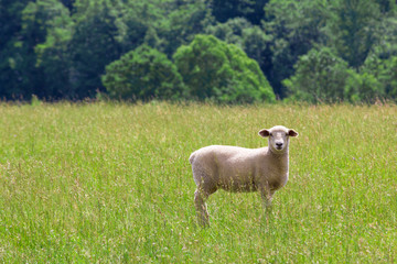 Sheep on pasture