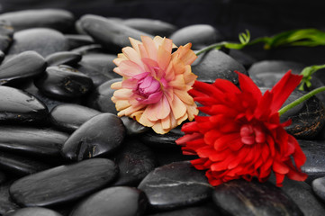 Orange and red ranunculus flower on black pebbles 

