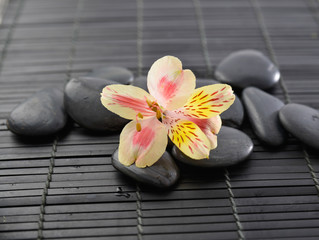 Obraz na płótnie Canvas orchid and black stones on bamboo mat 