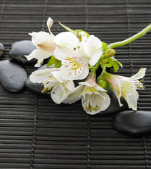 Fototapeta na wymiar Branch white orchid and black stones on mat