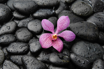 beautiful orchid on black stones 