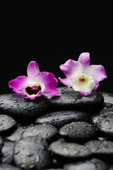 Fototapeta na wymiar two orchid on wet back stones background