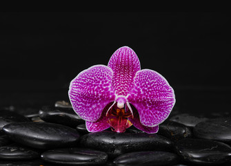 Macro of orchid on wet pebbles