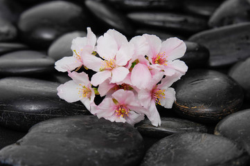 cherry blossom on pebbles