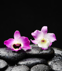 Fototapeta na wymiar Still life with two orchid on wet pebbles