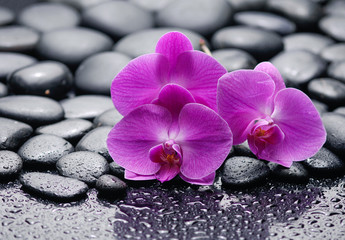 Fototapeta na wymiar Three pink orchid on zen pebbles on wet background