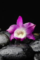 pink orchid on wet black pebbles