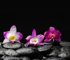 Fototapeta na wymiar beautiful colorful orchid on black pebbles reflection, -black background