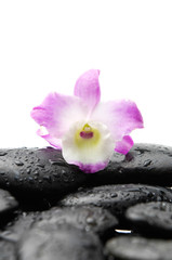 Single orchid on wet pebbles background