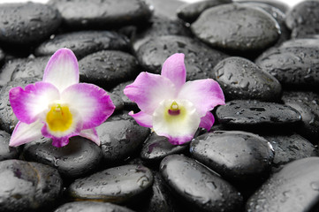 Fototapeta na wymiar Two orchid on wet pebbles background