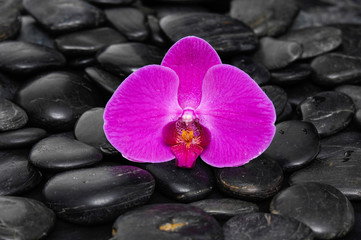 Fototapeta na wymiar Single beautiful red orchid on black pebbles