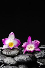 Fototapeta na wymiar Still life with two orchid on wet zen stones