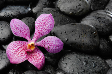 Macro of orchid on wet pebbles