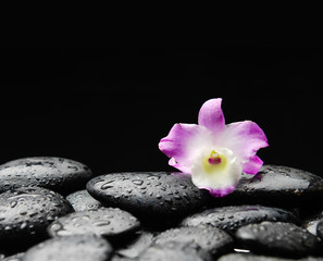 Fototapeta na wymiar orchid on wet pebbles background