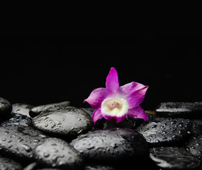 Still life with orchid on wet pebbles background