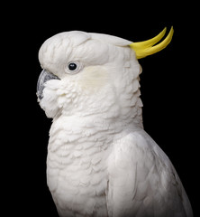 Stunning portrait of a cockatoo parrot bird against a black background