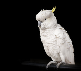 Cockatoo Bird Isolated