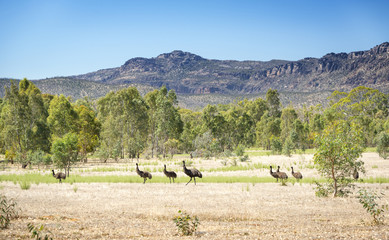 Wild emu birds in the beautiful landscape of Victoria's Grampians National Park