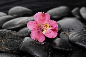 pink orchid on black stones