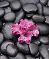 Obraz na płótnie Canvas Set of pink orchid on wet black stones