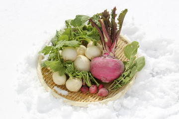 雪下野菜　蕪