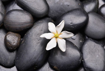 Fototapeta na wymiar Gardenia on black pebbles
