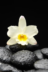 Fototapeta na wymiar White flowers on wet black stones