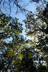 green leaf  and blue skybackground