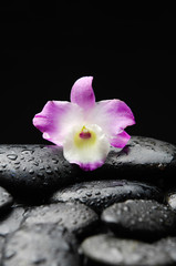 Still life with Single orchid on wet pebbles background