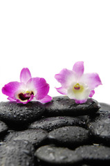 Obraz na płótnie Canvas two orchid on wet zen stones