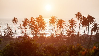 Silhouette of palm trees at Goa, India - obrazy, fototapety, plakaty