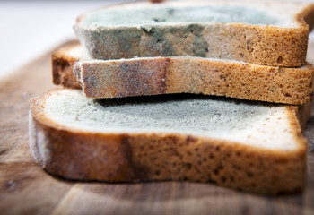 Moldy Bread