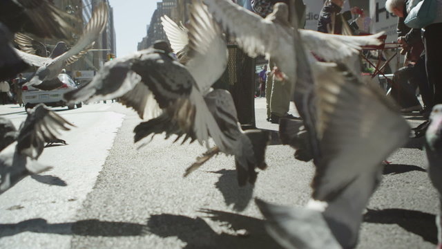 Pigeons take flight on a New York City street