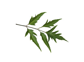 Polyscias Fruticosa leaf isolated