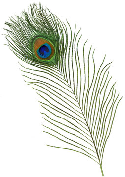 Fototapeta Peacock Feather