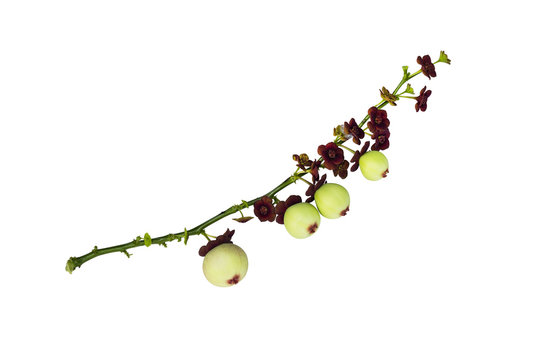 Sauropus androgynus fruit isolated