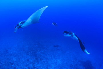 Two Manta Rays