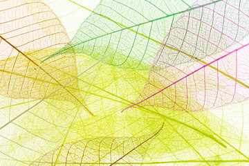 feuilles décoratives